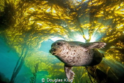 Out Of The Light. This harbor seal bursts from the kelp c... by Douglas Klug 